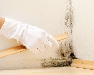 Ein Hand in einem weißen Handschuh hebt eine helle Holz-Fußbodenleiste an. In der Ecke hinter der leiste sieht man schwarze Schimmelflecken.