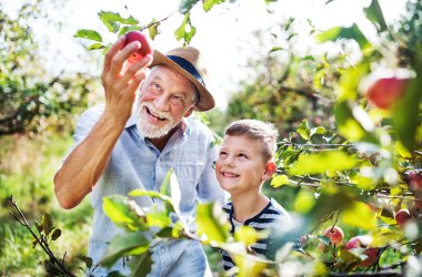 Ein Senior pflückt Äpfel mit Enkelsohn 