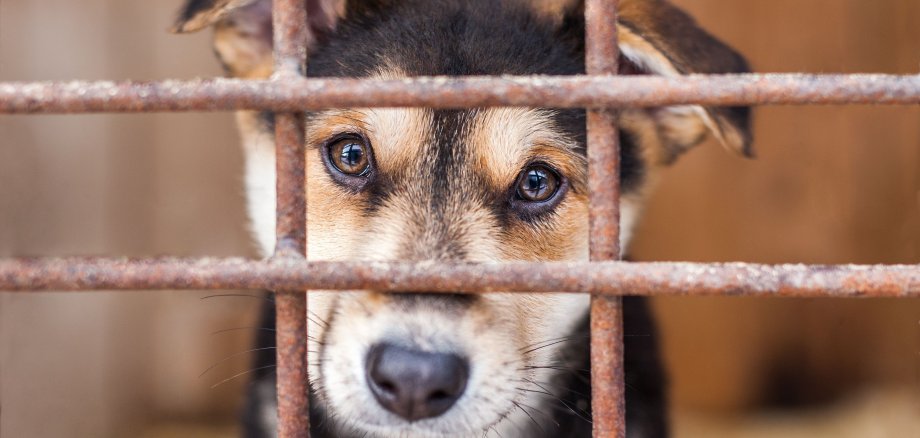 Shelter for homeless dogs, waiting for a new owner