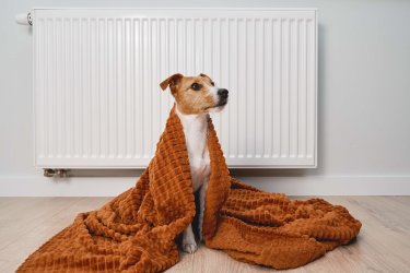 Ein kleiner Jack-Russel-Terrier sitzt in eine braune Decke gehüllt vor einem weißen Heizkörper.