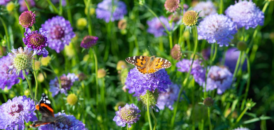 Ein Monarchfalter sitzt auf einer Wiese auf blauen Blumen.